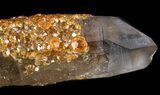 Smoky Quartz Crystal Covered In Garnets #44793-2